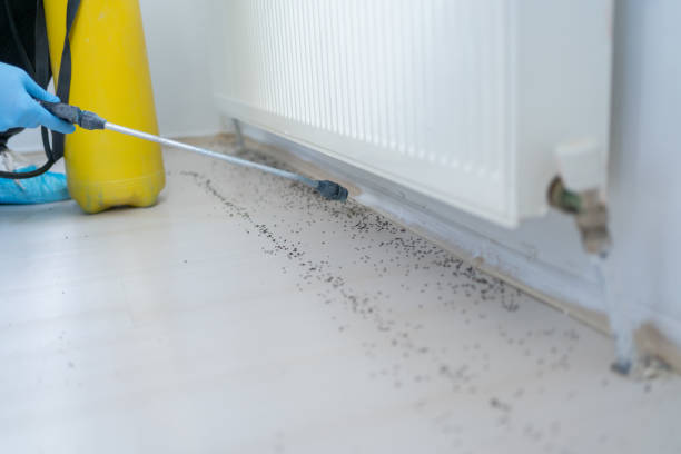 Best Insect Control  in Cordele, GA